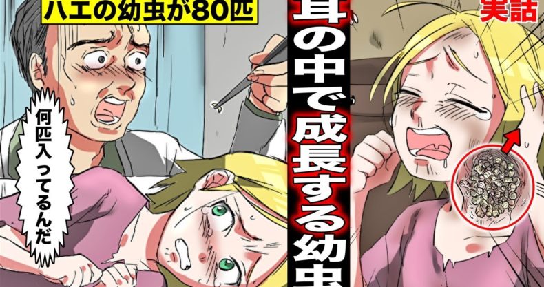 漫画 耳の中でハエの幼虫が成長 卵を耳に産み付けられ大量繁殖してしまった少女の末路とは マンガ動画 漫画動画 Com